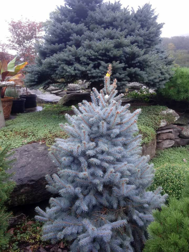 Common Blue Spruce Disease - Hickory Hollow Nursery and Garden Center