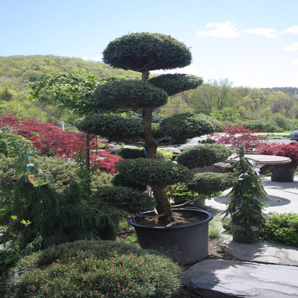 Chamaecyparis Pisifera ‘boulevard Hindu Pan’ - Hickory Hollow Nursery 