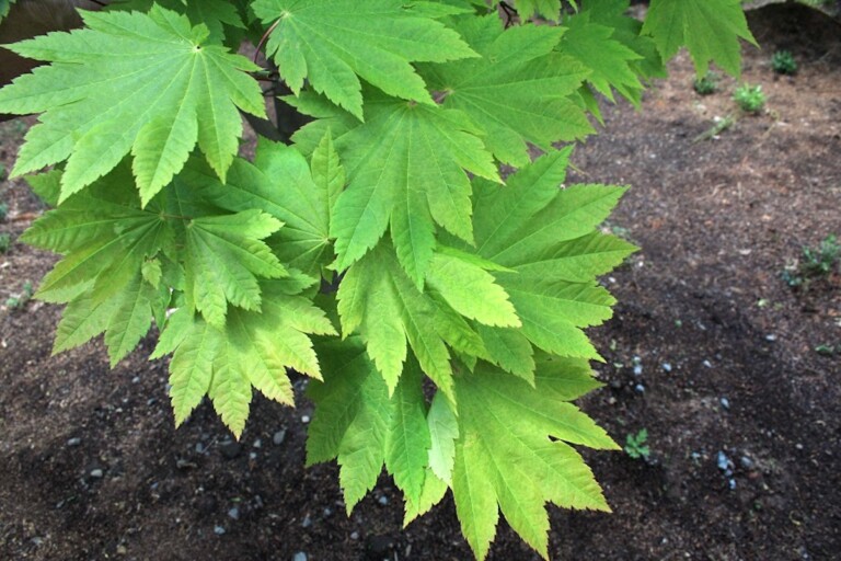 Acer palmatum ‘Rising Sun’ Close Up - Hickory Hollow Nursery and Garden ...