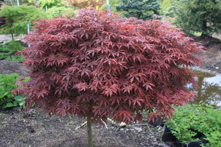 Acer palmatum ‘Shaina’ - Hickory Hollow Nursery and Garden Center