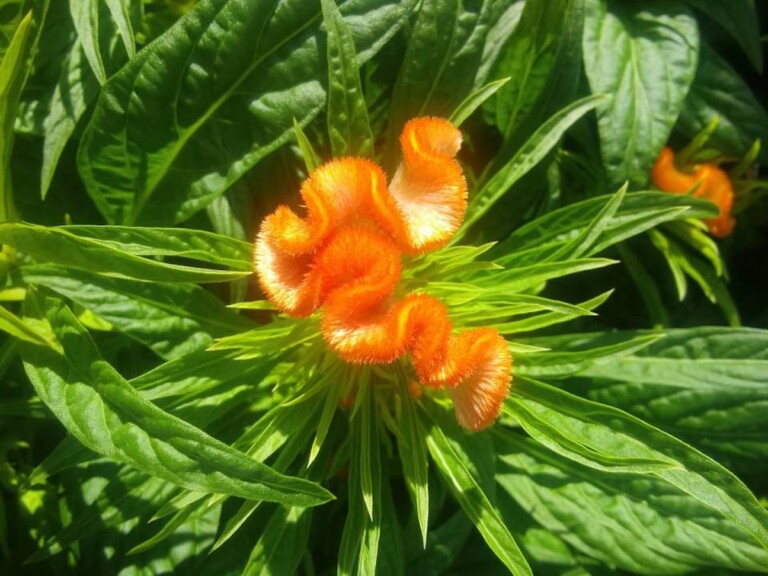 Celosia cristata (Cockscomb) - Hickory Hollow Nursery and Garden Center