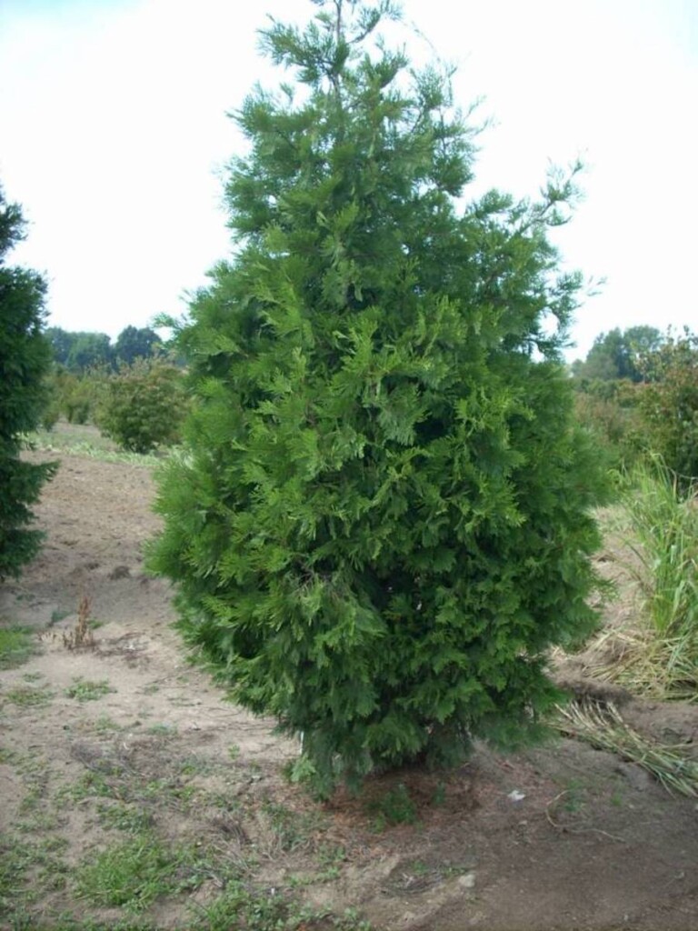 Calocedrus Decurrens Hickory Hollow Nursery And Garden Center   Calocedrus Decurrens 2 768x1024 