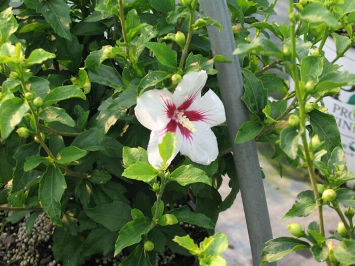 Hibiscus syriacus ‘Lil’ Kim’ - Hickory Hollow Nursery and Garden Center