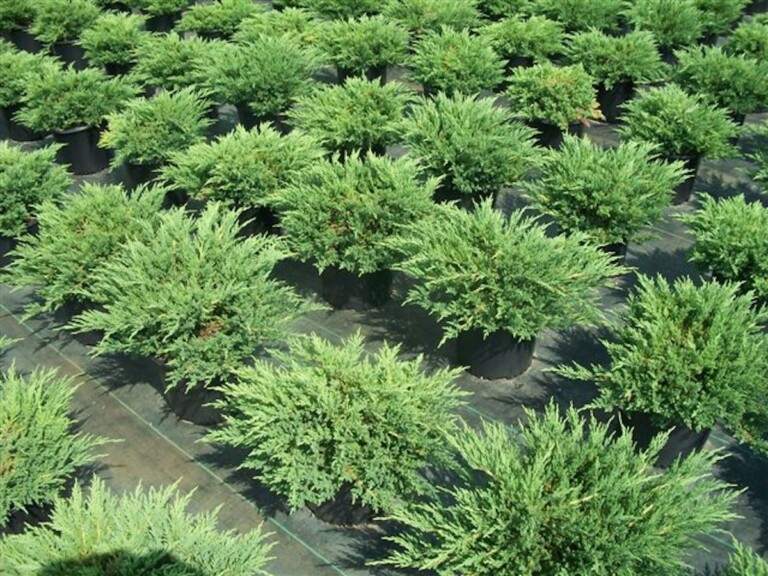 Juniperus chinensis ‘Sargentii’ - Hickory Hollow Nursery and Garden Center