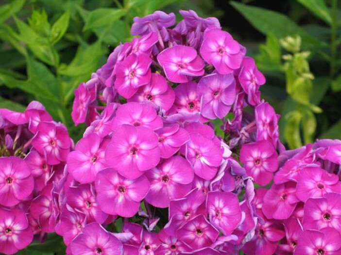 Phlox paniculata ‘Laura’ - Hickory Hollow Nursery and Garden Center