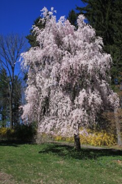 Prunus x subhirtella pendula (Weeping Higan Cherry) - Hickory Hollow ...