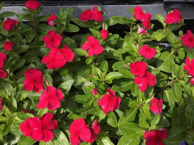 Catharanthus roseus ‘Pacifica Dark Red’ (Upright Vinca) - Hickory ...