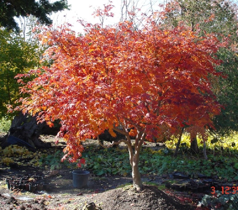 Acer Palmatum Dissectum Fall Color - Hickory Hollow Nursery And Garden 