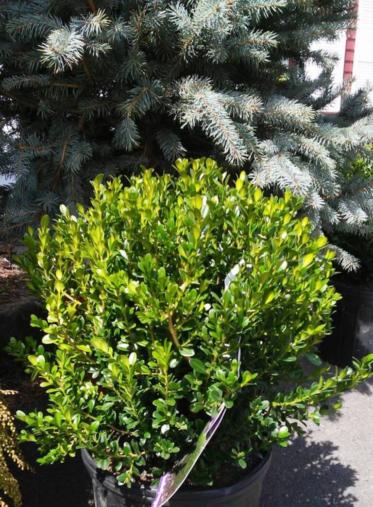 Buxus microphylla japonica (Baby Gem Boxwood) - Hickory Hollow Nursery ...