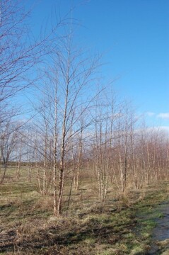 Betula nigra ‘Heritage’ – Clump - Hickory Hollow Nursery and Garden Center