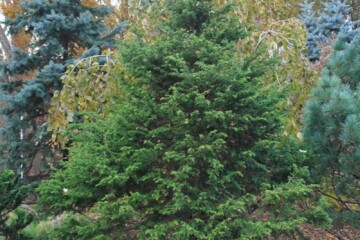 Chamaecyparis (False Cypress) - Hickory Hollow Nursery and Garden Center