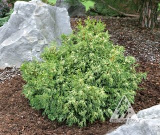 Chamaecyparis obtusa ‘Mariesii’ - Hickory Hollow Nursery and Garden Center