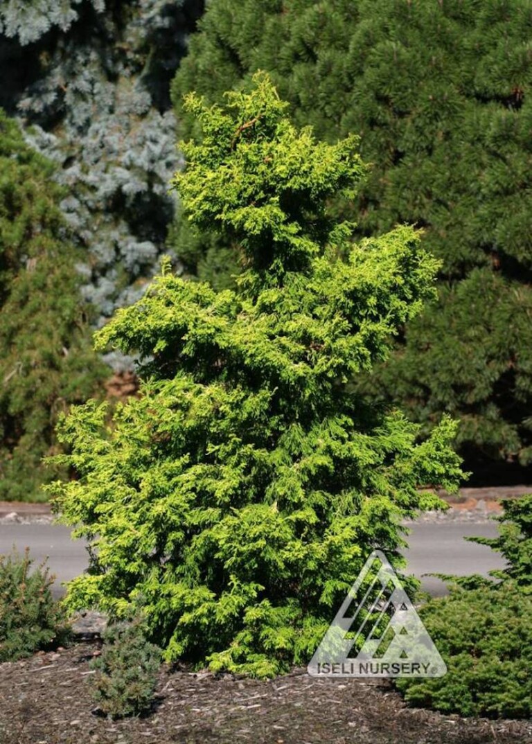 Chamaecyparis obtusa ‘Sunny Swirl’ - Hickory Hollow Nursery and Garden ...