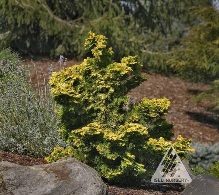 Chamaecyparis obtusa ‘Verdoni’ - Hickory Hollow Nursery and Garden Center