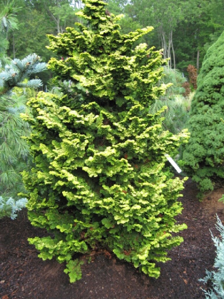 Chamaecyparis obtusa ‘Verdoni’ - Hickory Hollow Nursery and Garden Center