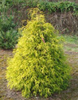 Chamaecyparis pisifera ‘ Filifera Aurea’ - Hickory Hollow Nursery and ...