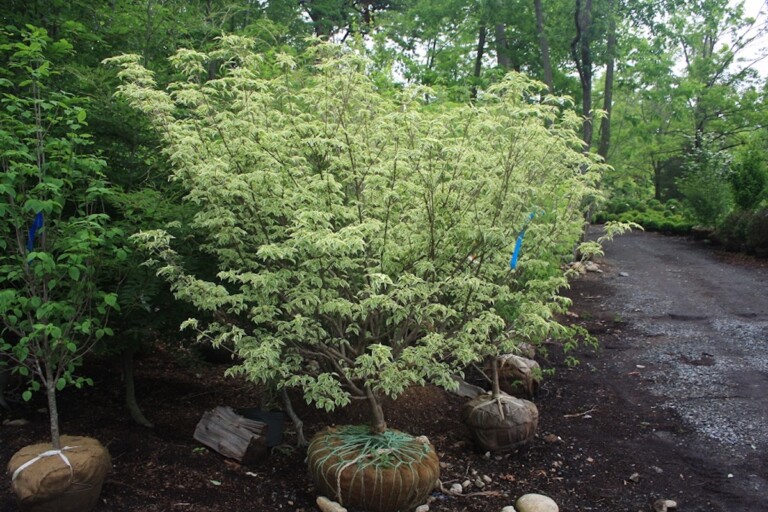 Cornus kousa ‘Wolf Eyes’ (Japanese Dogwood) - Hickory Hollow Nursery ...