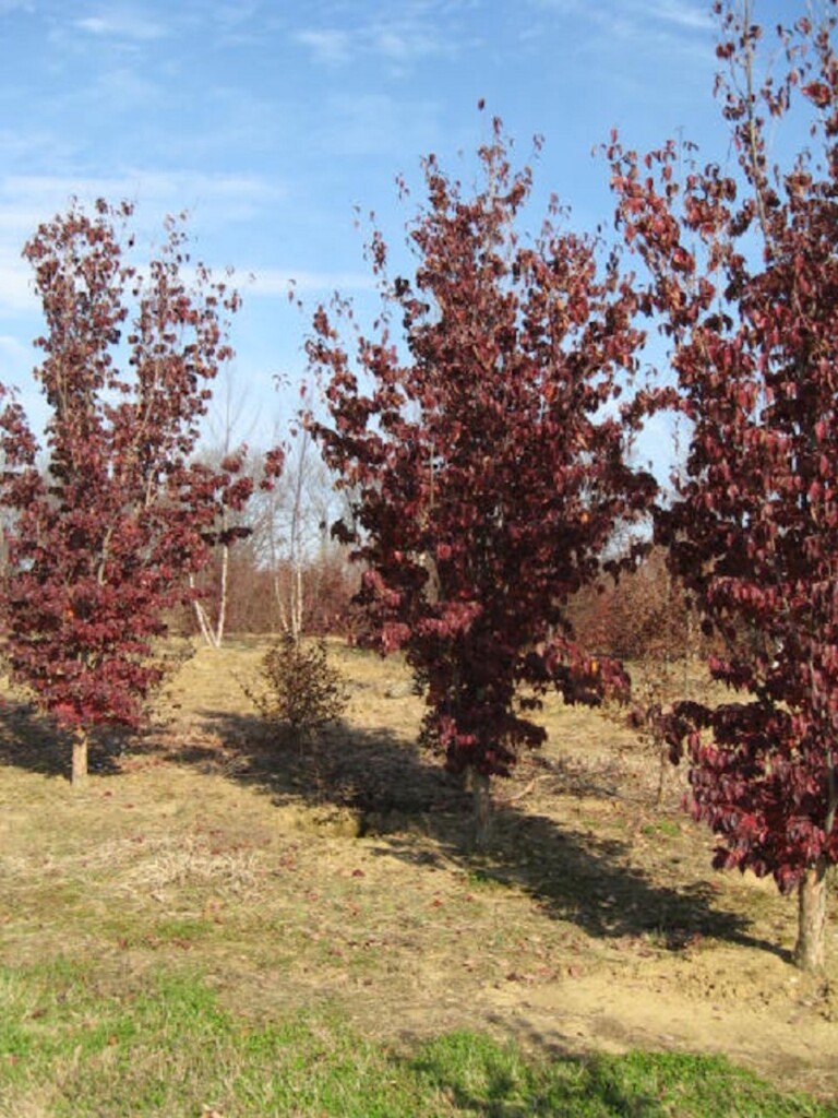 Cornus X ‘rutgan’ (dogwood) - Hickory Hollow Nursery And Garden Center