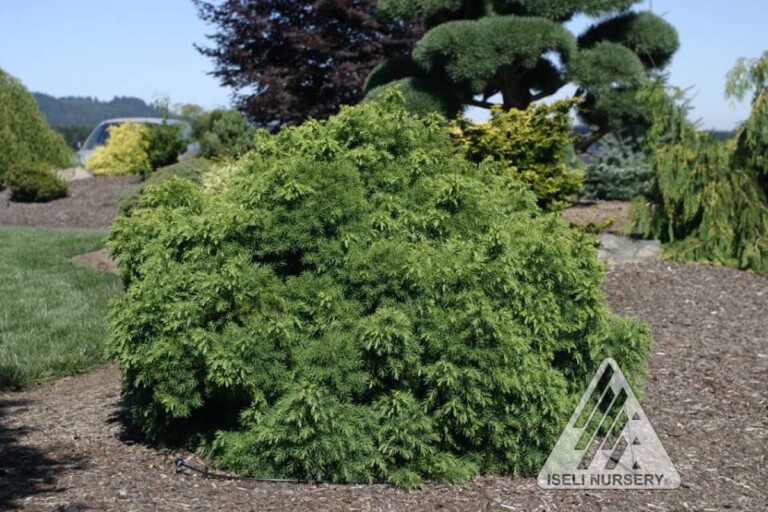 Dwarf Trees - Hickory Hollow Nursery and Garden Center