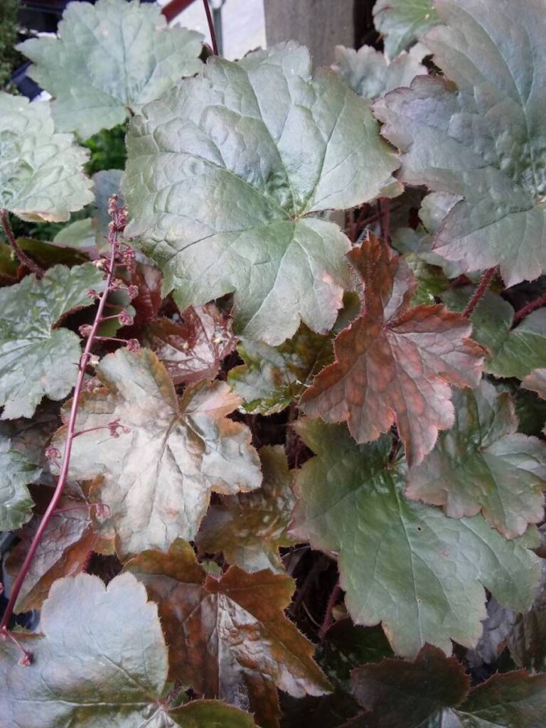 Heuchera ‘Blackout’ (Coral Bells) - Hickory Hollow Nursery and Garden ...