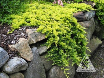 Juniperus horizontalis ‘Mother Load’ - Hickory Hollow Nursery and ...