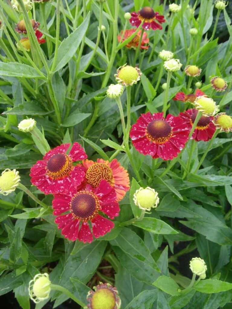 Helenium autumnale ‘Mariachi Salsa’ (Sneezeweed) - Hickory Hollow