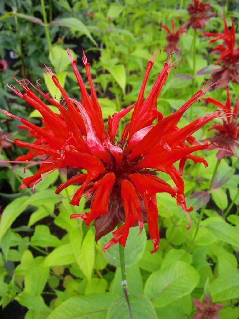 Monarda didyma ‘Jacob Cline’ (Bee balm) - Hickory Hollow Nursery and ...