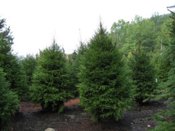 Picea abies - Hickory Hollow Nursery and Garden Center