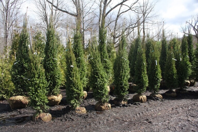 Fastigiate Trees - Hickory Hollow Nursery and Garden Center