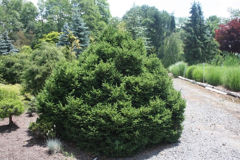 Picea abies ‘Mucronata’ - Hickory Hollow Nursery and Garden Center