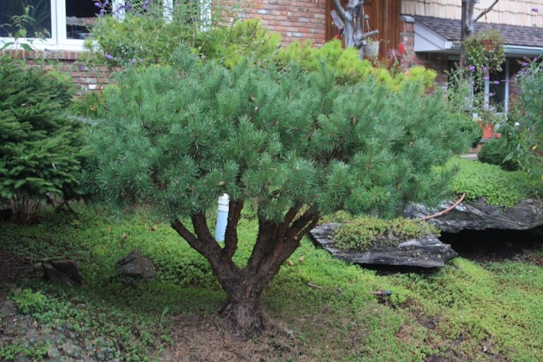 Pinus Sylvestris Glauca Nana Hickory Hollow Nursery And Garden Center