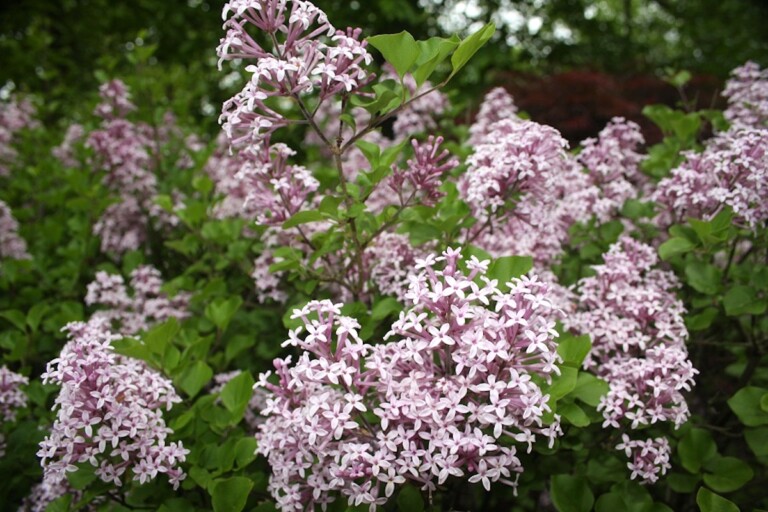 Syringa patula ‘Miss Kim’ - Hickory Hollow Nursery and Garden Center