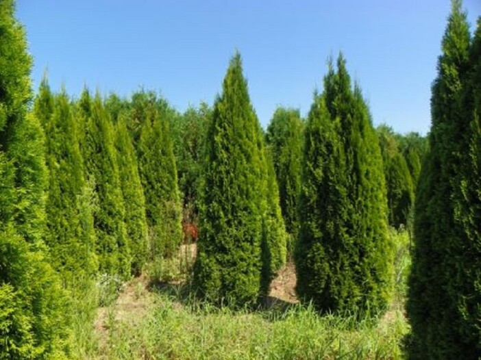 Thuja Occidentalis ‘emerald Green’ - Hickory Hollow Nursery And Garden 