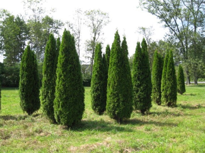 Thuja Occidentalis ‘emerald Green’ - Hickory Hollow Nursery And Garden 