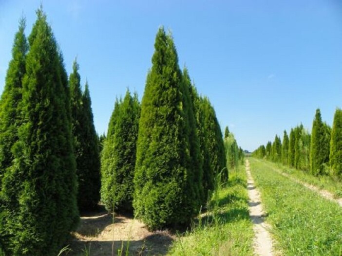 Thuja occidentalis ‘Emerald Green’ - Hickory Hollow Nursery and Garden ...