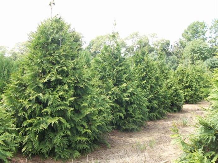 Thuja plicata ‘Green Giant’ - Hickory Hollow Nursery and Garden Center