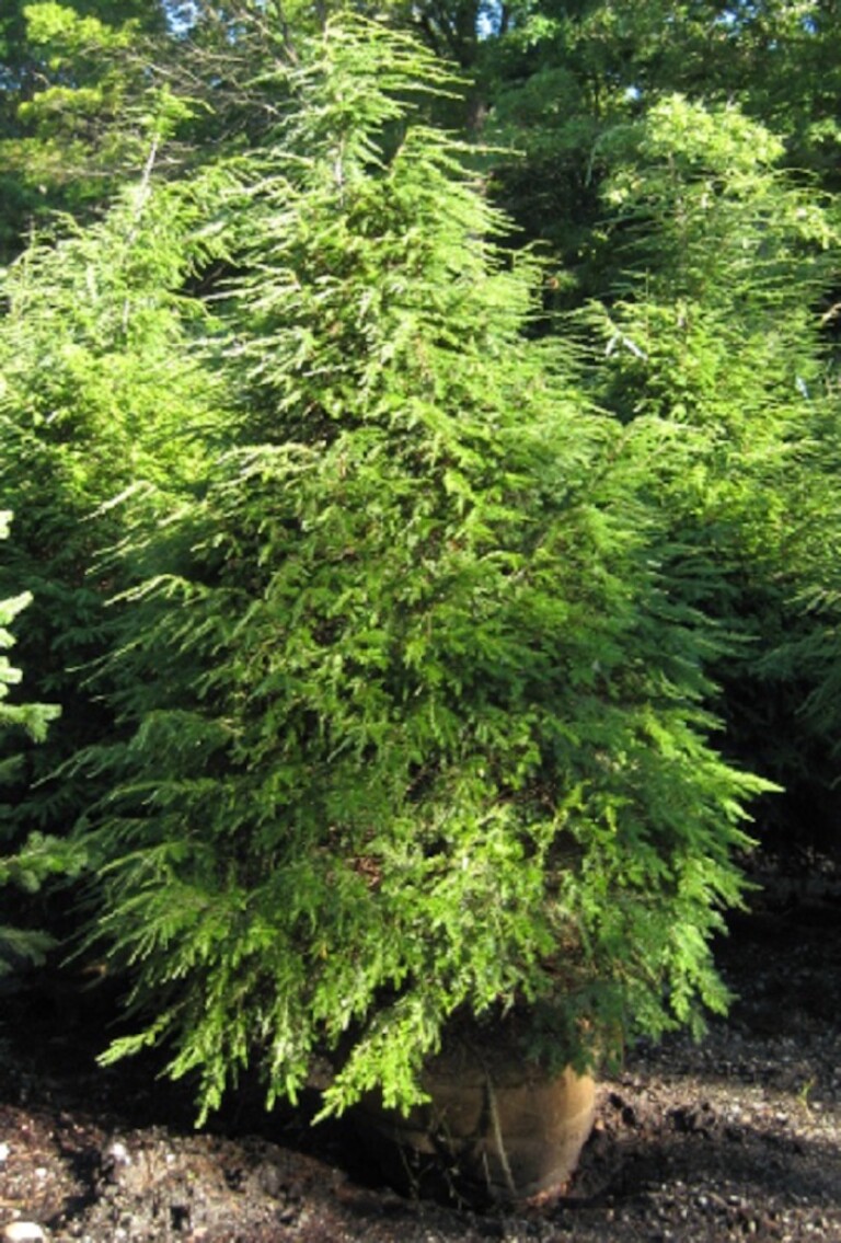 Tsuga ‘Canadensis’ - Hickory Hollow Nursery and Garden Center