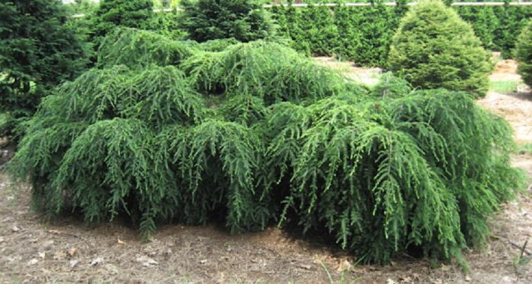 Tsuga canadensis ‘Pendula’ - Hickory Hollow Nursery and Garden Center