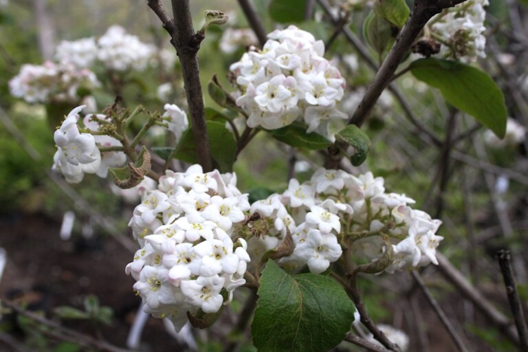 Viburnum carlcephalum - Hickory Hollow Nursery and Garden Center