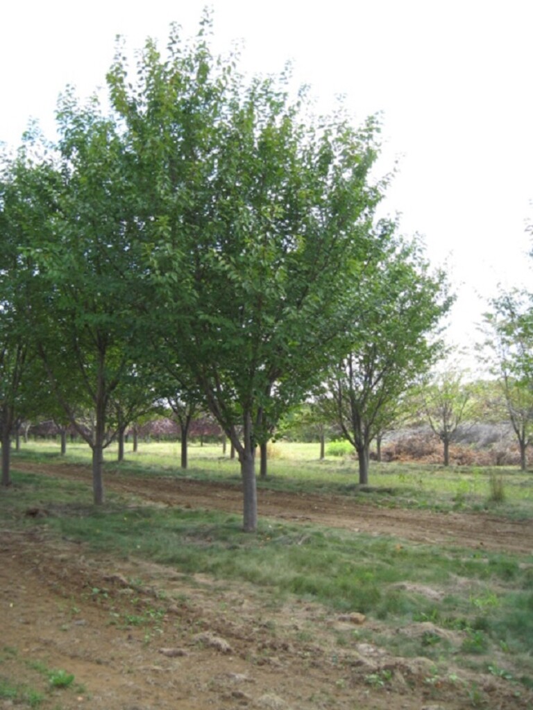 Zelkova serrata ‘Green Vase’ Hickory Hollow Nursery and Garden Center